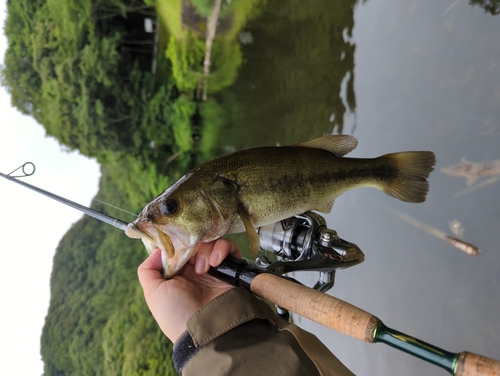 ラージマウスバスの釣果