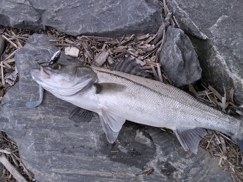 セイゴ（マルスズキ）の釣果