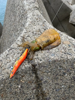 アオリイカの釣果