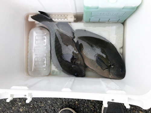 メジナの釣果