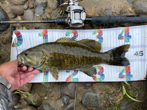 スモールマウスバスの釣果