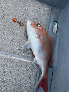 タイの釣果