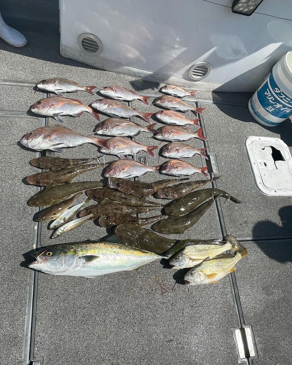 みよっさん。さんの釣果 2枚目の画像