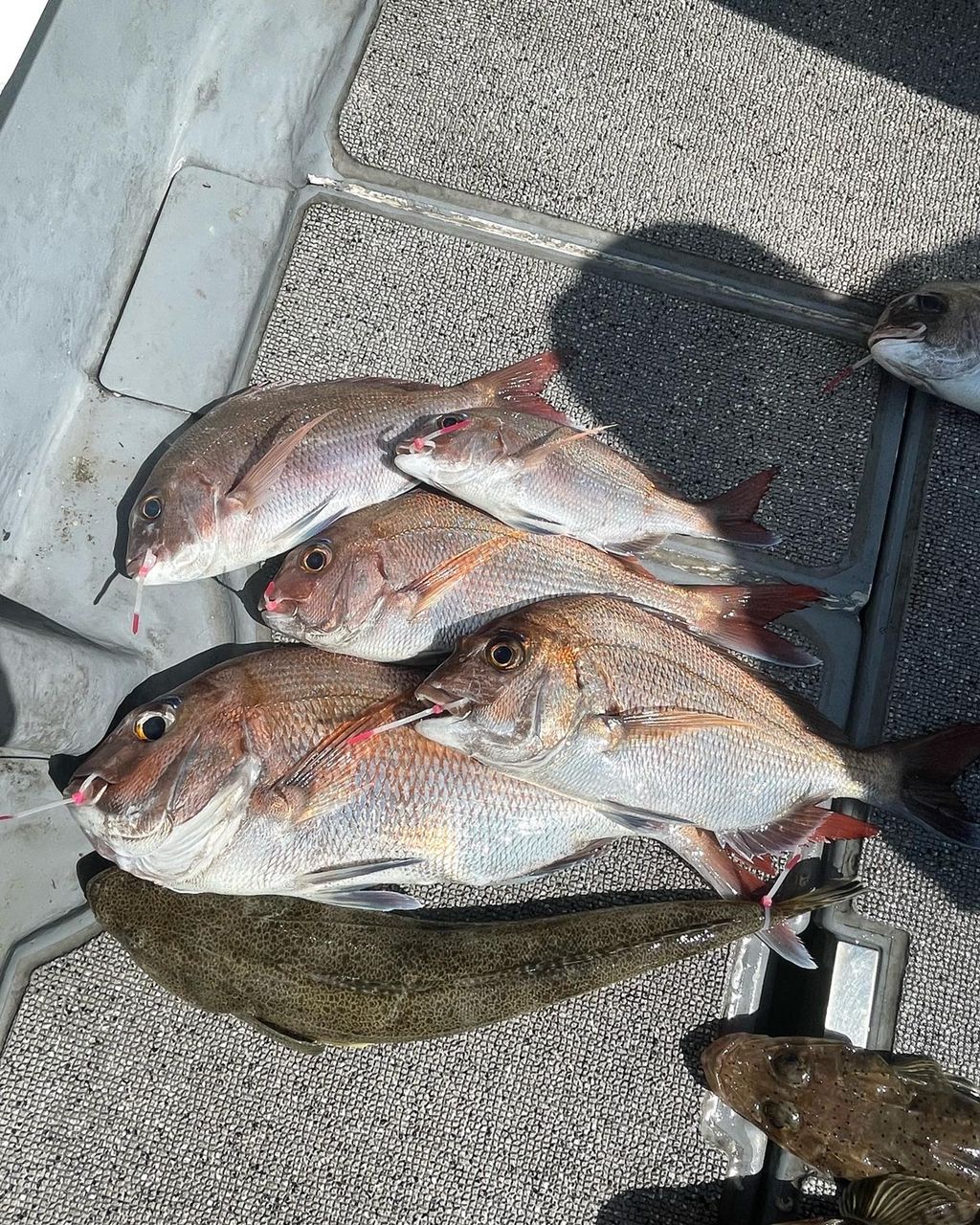 みよっさん。さんの釣果 3枚目の画像