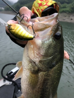 ラージマウスバスの釣果