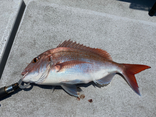 マダイの釣果