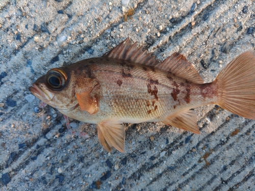 クロメバルの釣果