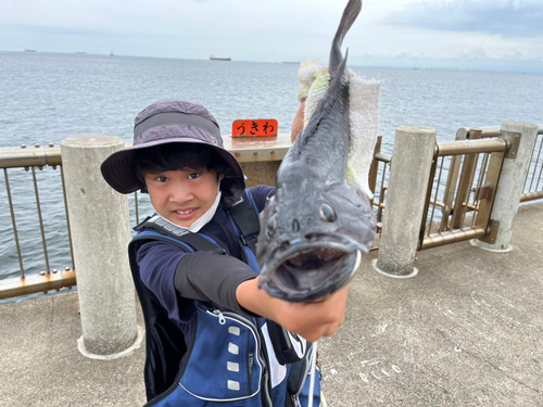 クロソイの釣果