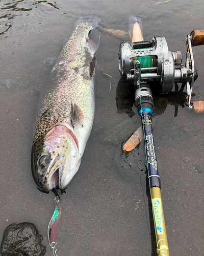 ニジマスの釣果