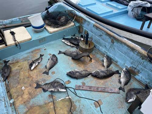 クロダイの釣果