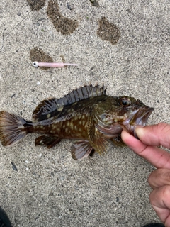 ガシラの釣果