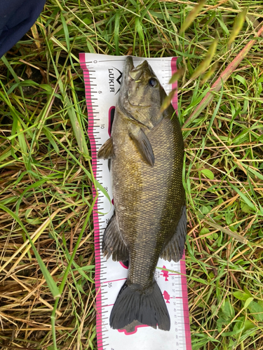 スモールマウスバスの釣果