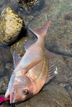 タイの釣果