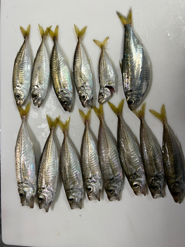 アジの釣果