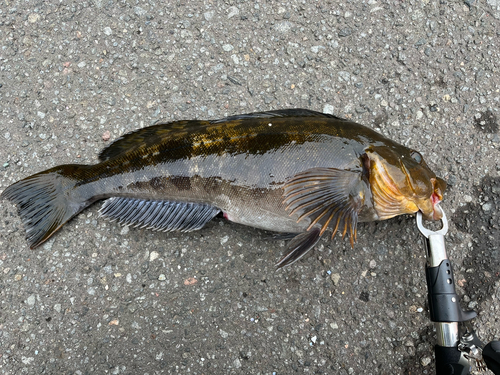 アイナメの釣果