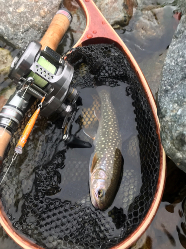 ニッコウイワナの釣果