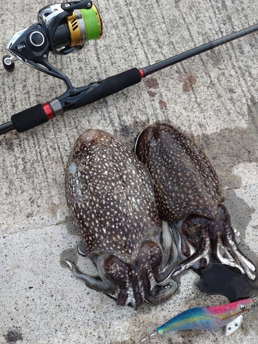 シリヤケイカの釣果