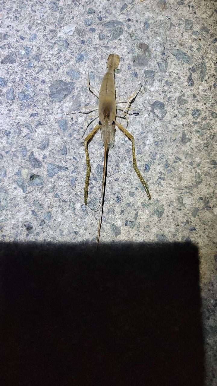 テナガエビ