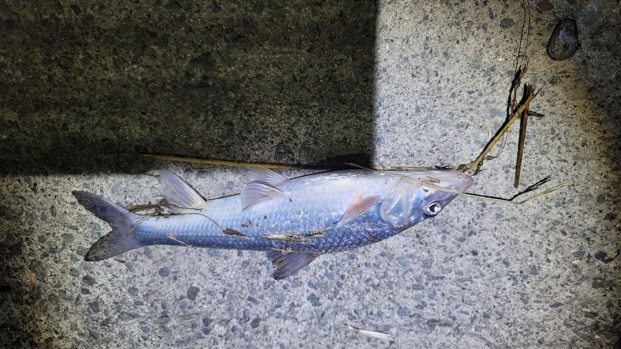 テナガエビ