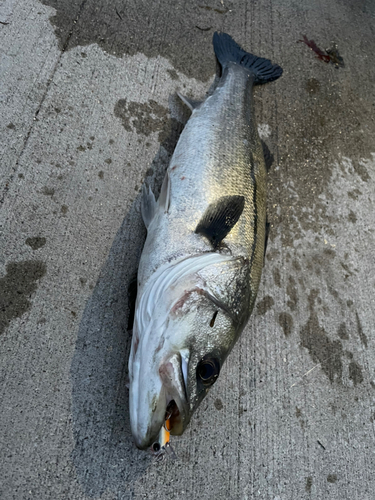 シーバスの釣果