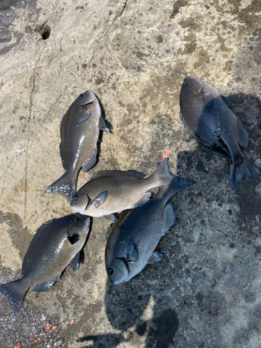 メジナの釣果