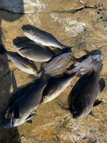 メジナの釣果