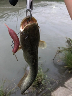 ナマズの釣果