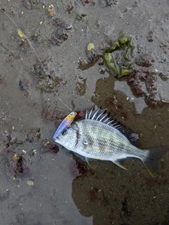 キビレの釣果