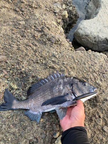 クロダイの釣果