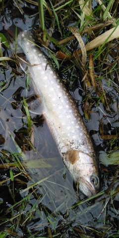 イワナの釣果