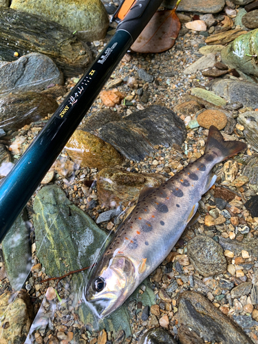 アマゴの釣果