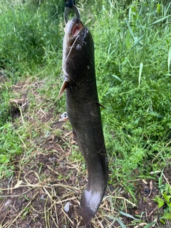 ナマズの釣果