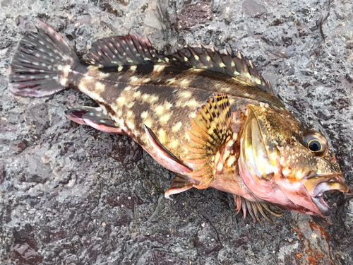 カサゴの釣果