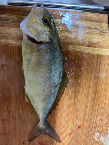 ショゴの釣果