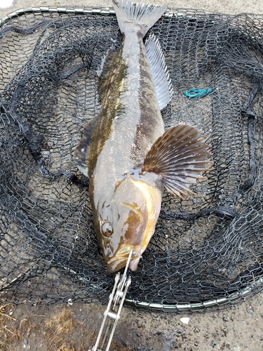 アイナメの釣果