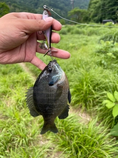 ブルーギルの釣果