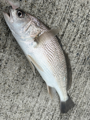 イシモチの釣果