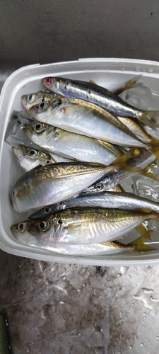 マアジの釣果