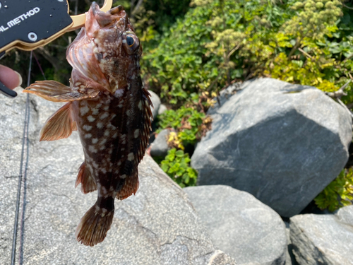 カサゴの釣果