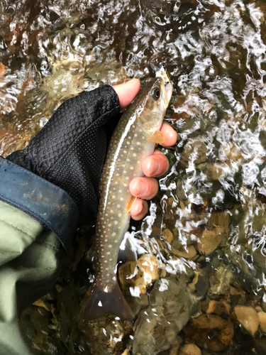 イワナの釣果