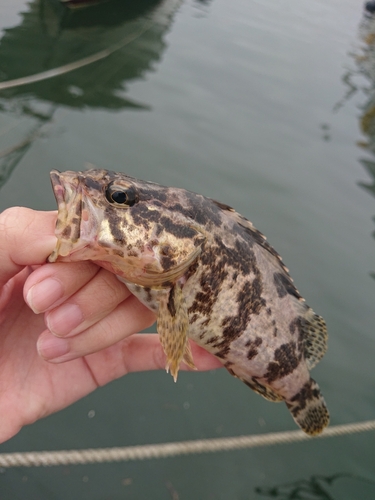 タケノコメバルの釣果