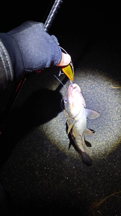 ニゴイの釣果