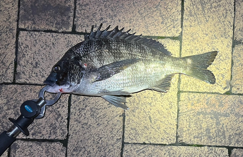 クロダイの釣果