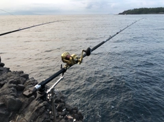 イシダイの釣果