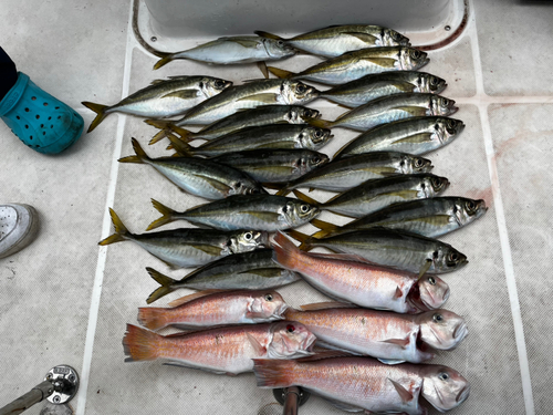 アジの釣果