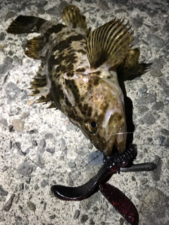 タケノコメバルの釣果