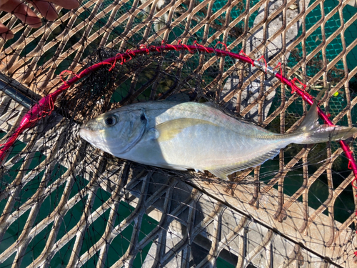 シマアジの釣果