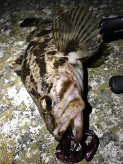 タケノコメバルの釣果