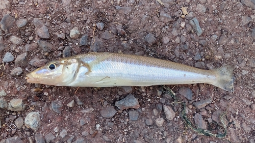 キスの釣果