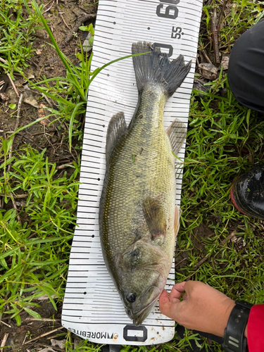 ブラックバスの釣果